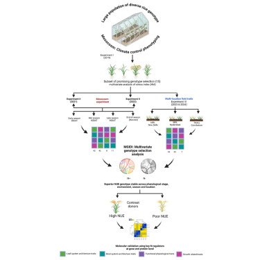 Identification of superior rice donors with enhanced nitrogen use efficiency using a comprehensive multivariate genotype selection strategy